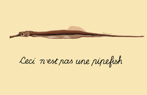 magritte_pipefish.png